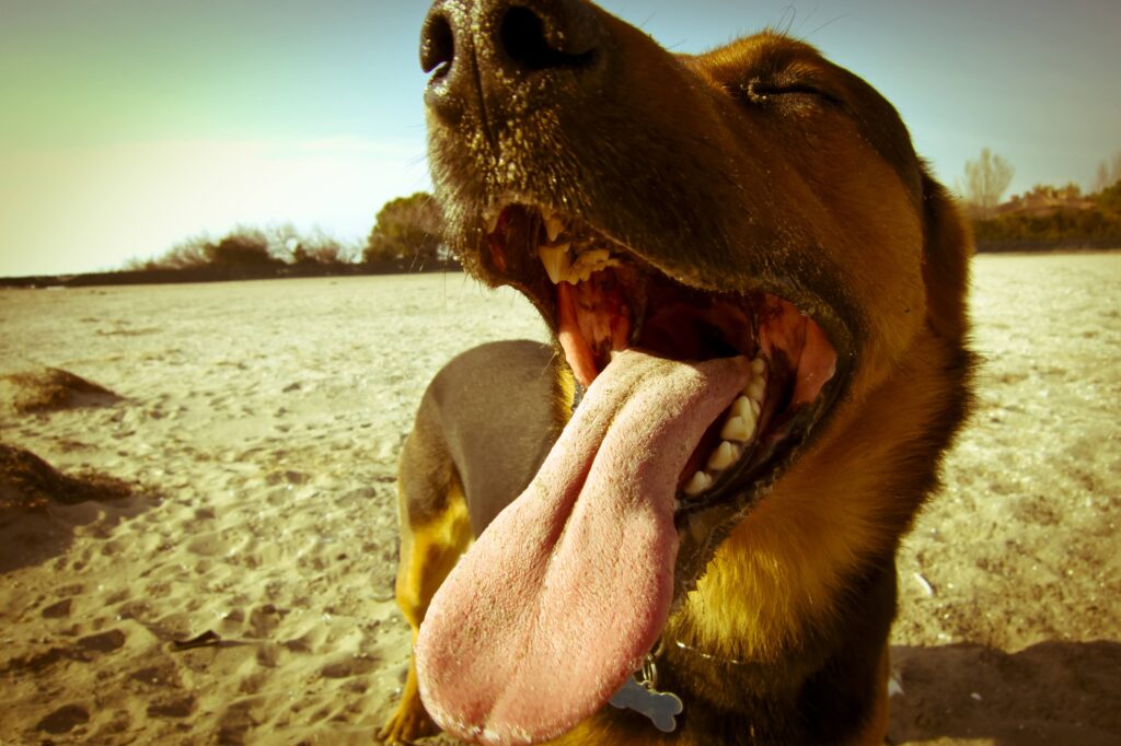 Top 7 Lake Activities for Dogs