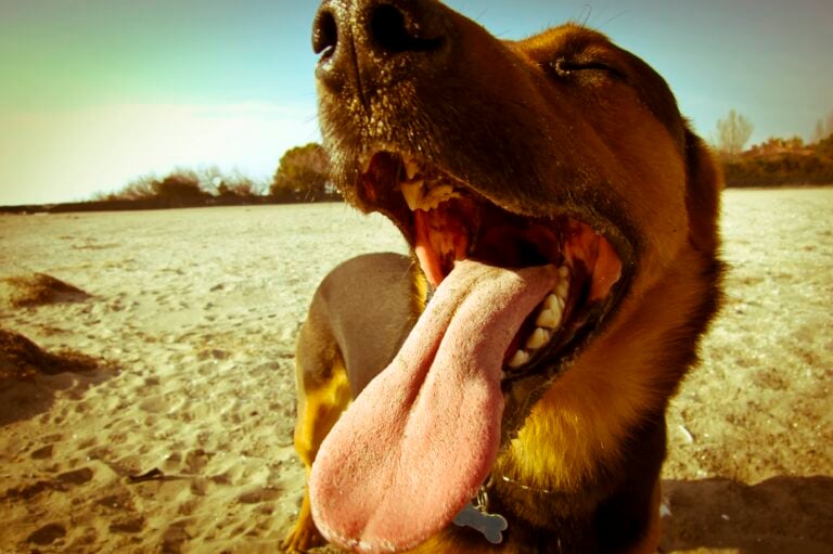 Top 7 Lake Activities for Dogs