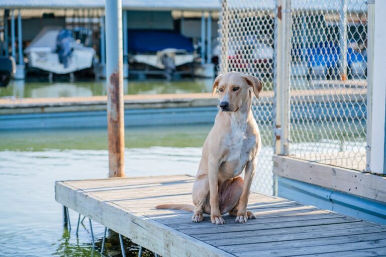 pet friendly lake house rental with dog on dock