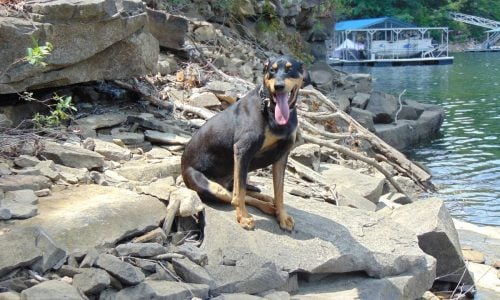 Pet Friendly Home Rental